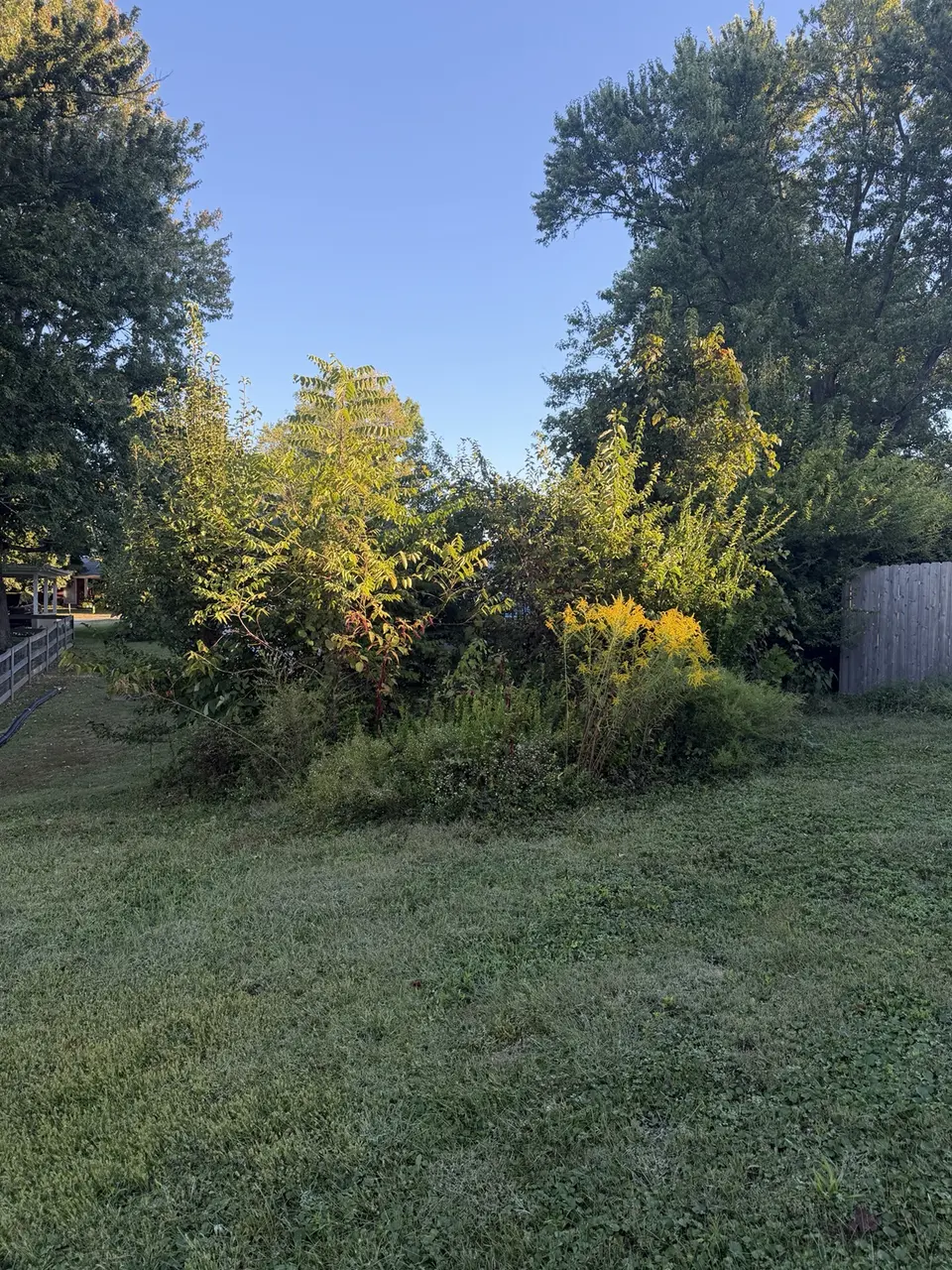 Dense backyard brush and overgrowth before forestry mulching in Alexandria Kentucky