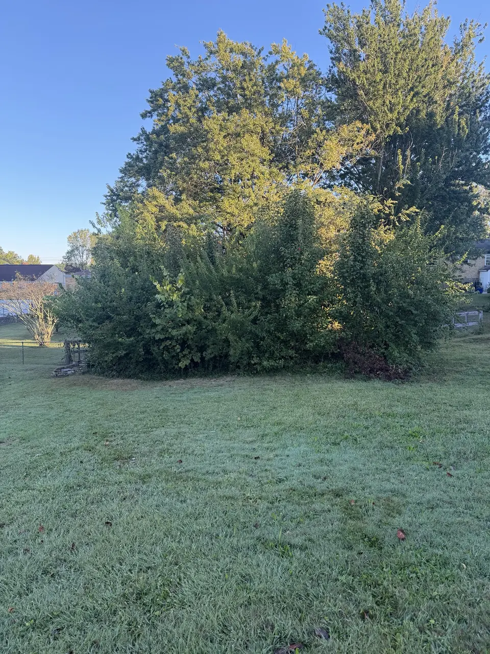 Thick vegetation before brush clearing on an Alexandria Kentucky residential property