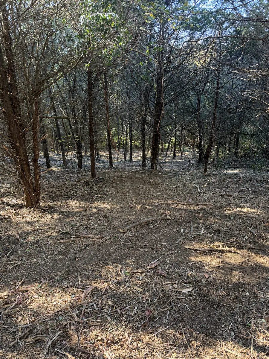Opened wooded ground after forestry mulching in Pendleton County Kentucky