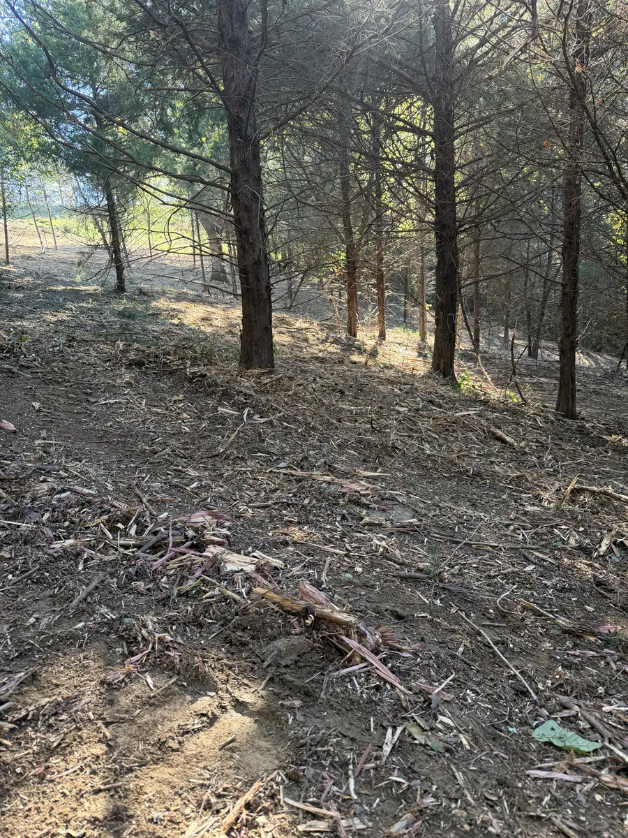 Wooded hillside opened after land clearing in Pendleton County Kentucky